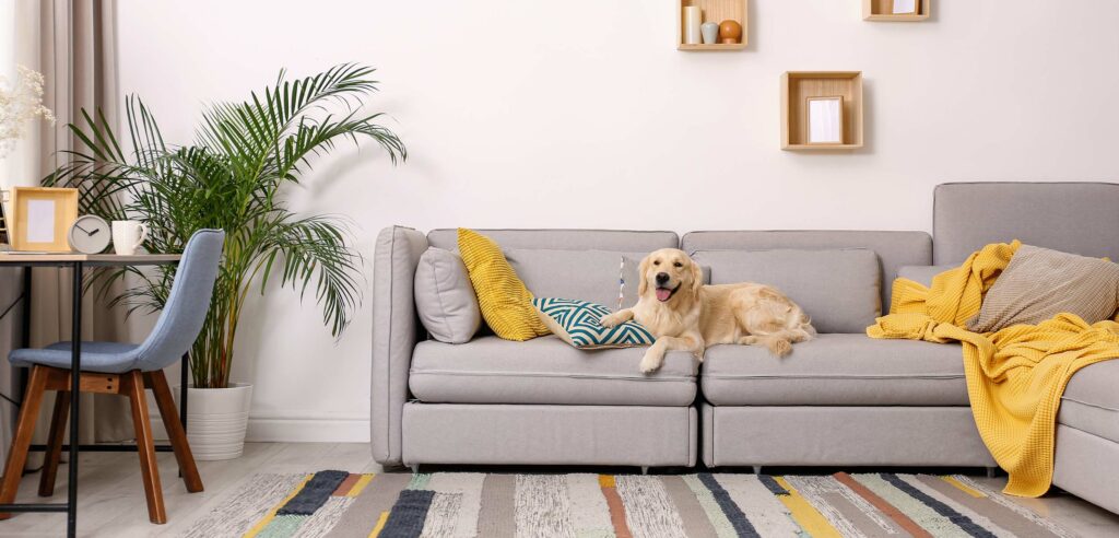 Dog laying on couch in living room