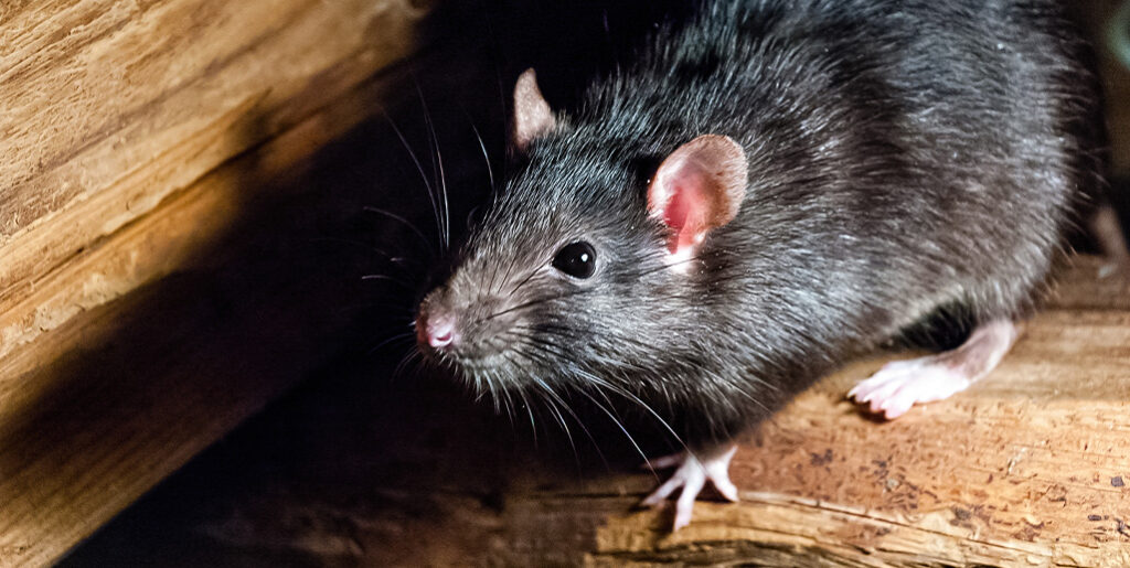 Closeup of black mouse