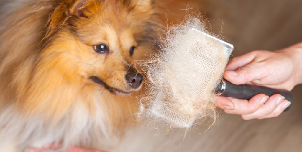 Brush covered in dog fur with pomeranian looking at it.
