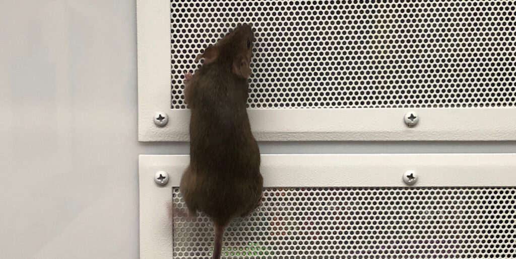 Rat climbing outside of vent grate.