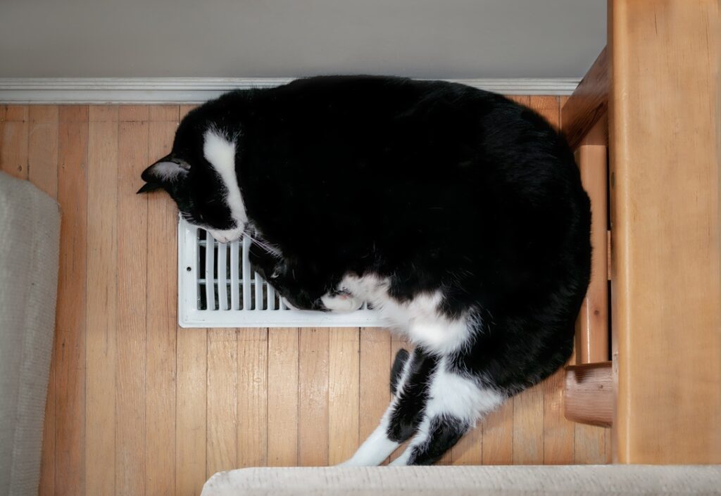 Pet lying on return vent to signify furnace that needs air filters changed more often